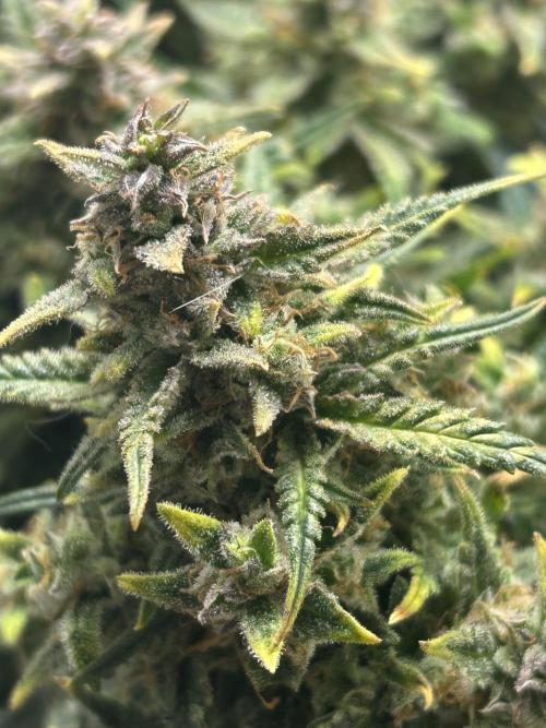 Random FastBuds seed. Week 12