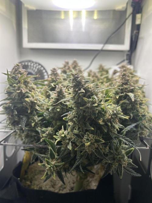 Random FastBuds seed. Week 12