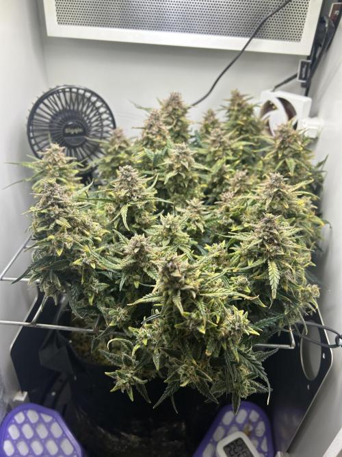 Random FastBuds seed. Week 12