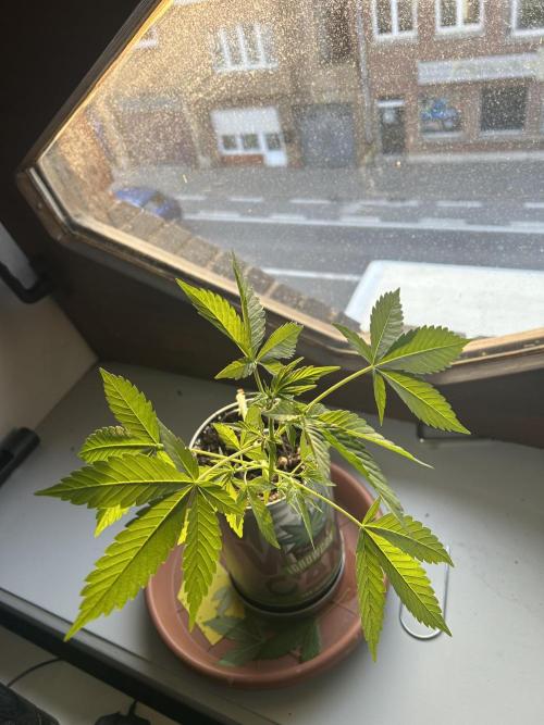 Sundae Driver Auto. Week 8