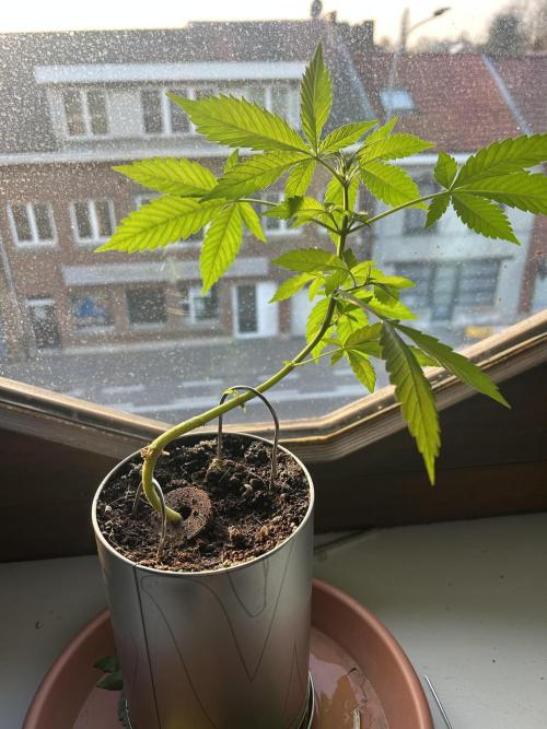Sundae Driver. Week 8