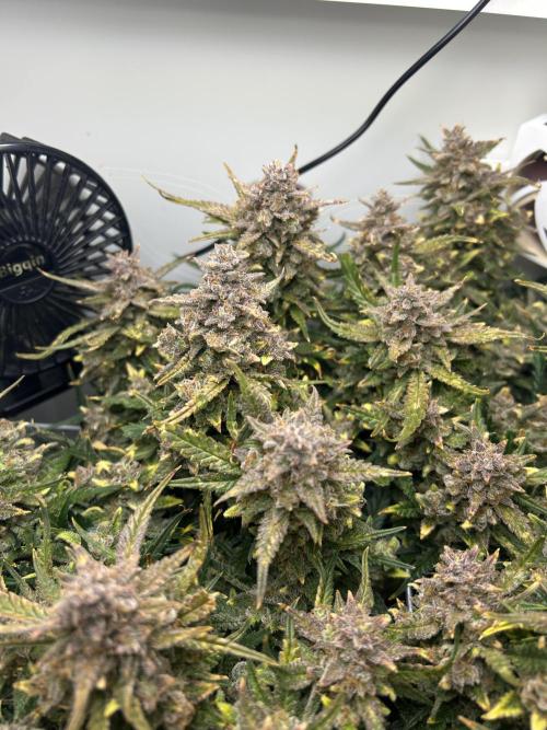 Random FastBuds seed. Week 13