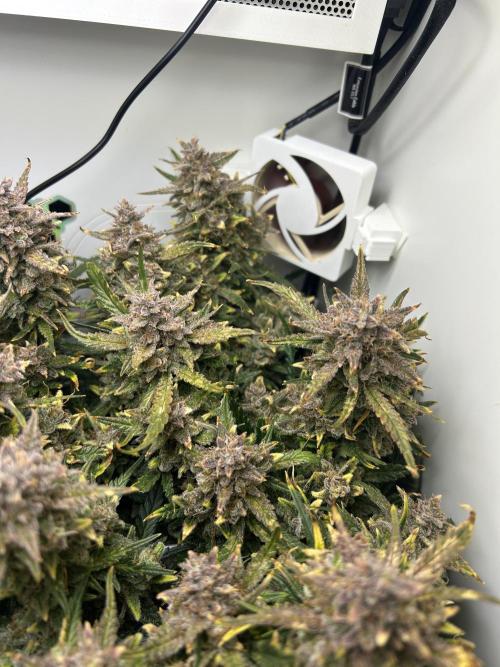 Random FastBuds seed. Week 13