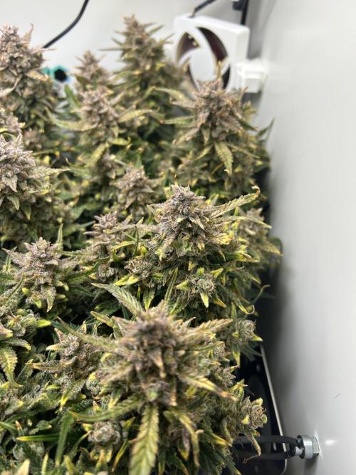Random FastBuds seed. Week 13