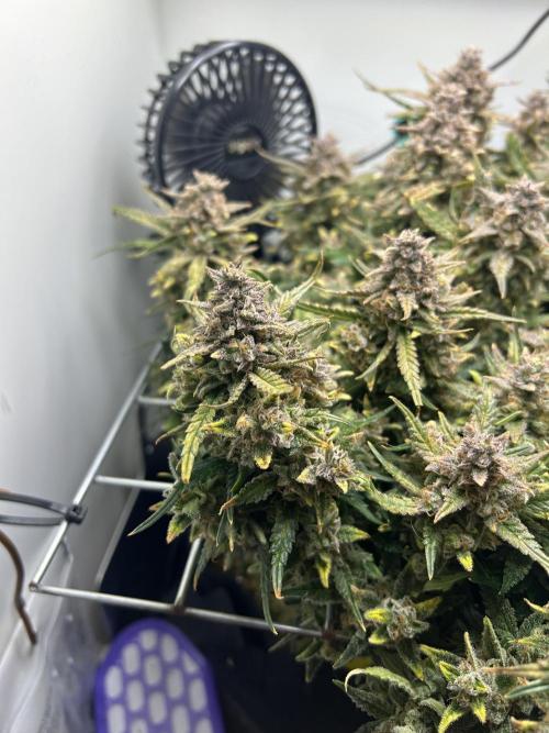 Random FastBuds seed. Week 13
