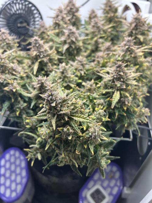 Random FastBuds seed. Week 13