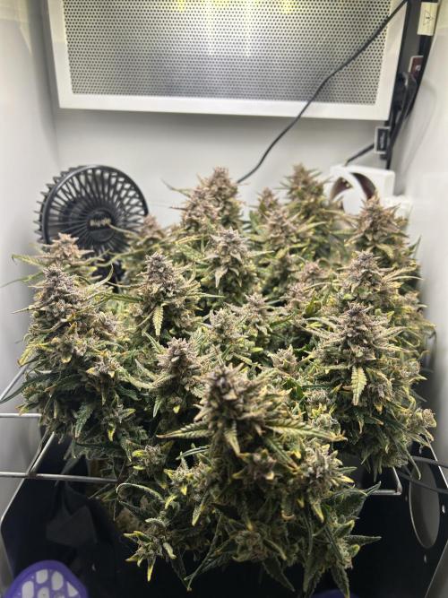 Random FastBuds seed. Week 13