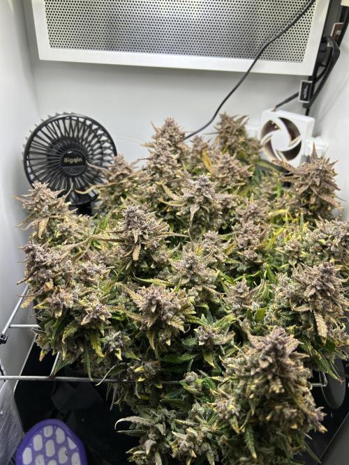 Random FastBuds seed. Week 14