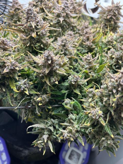 Random FastBuds seed. Week 14