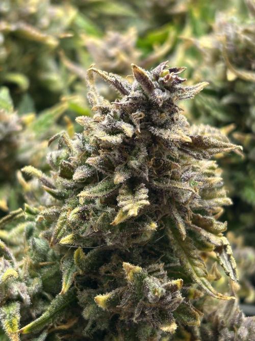 Random FastBuds seed. Week 14