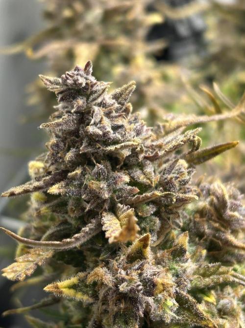 Random FastBuds seed. Week 14