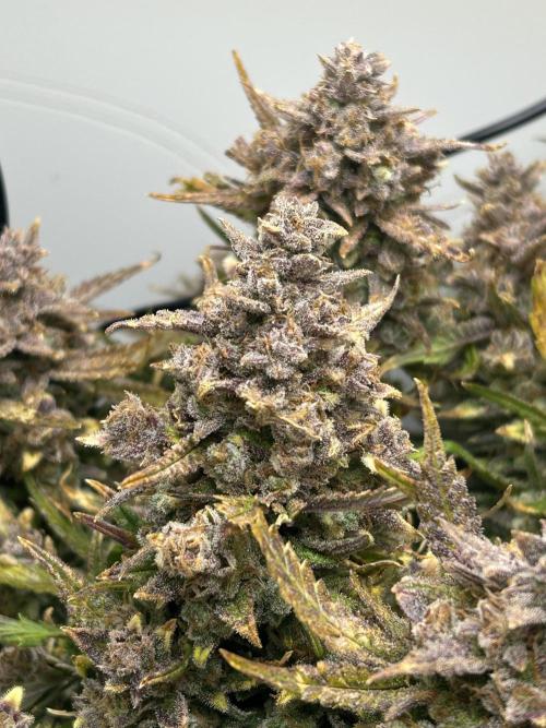Random FastBuds seed. Week 14