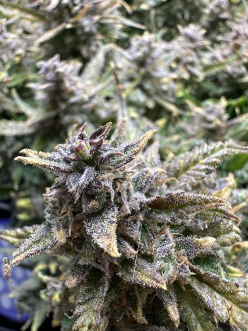 Random FastBuds seed. Week 14