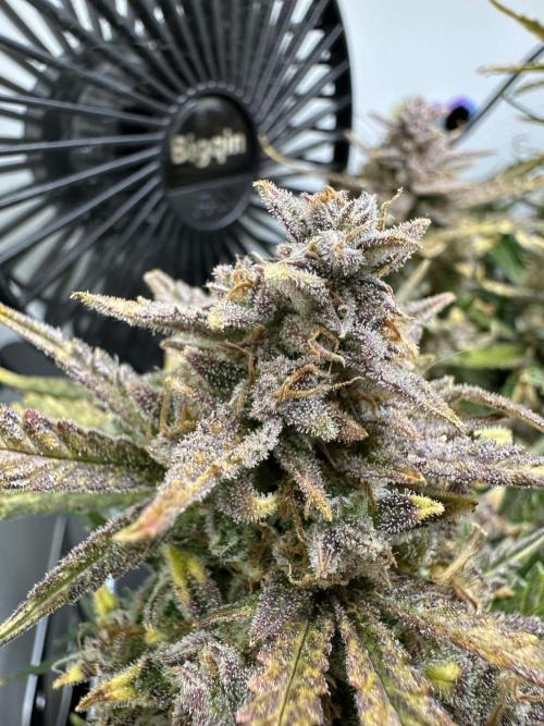Random FastBuds seed. Week 14