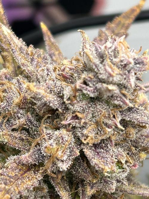 Random FastBuds seed. Week 14