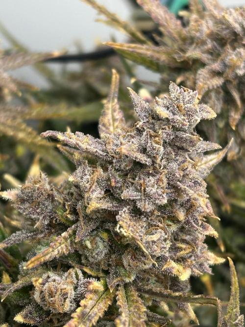 Random FastBuds seed. Week 14