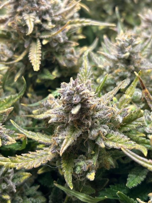 Random FastBuds seed. Week 14