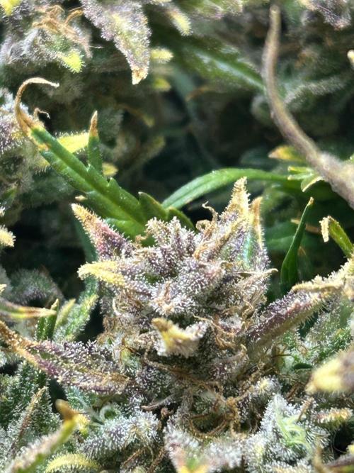 Random FastBuds seed. Week 14