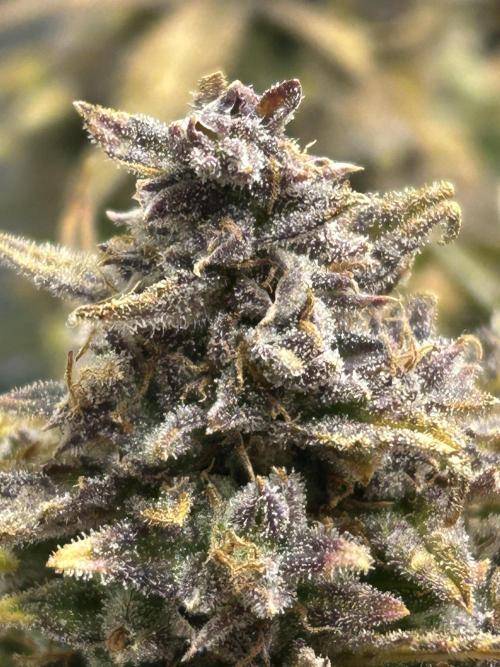 Random FastBuds seed. Week 14