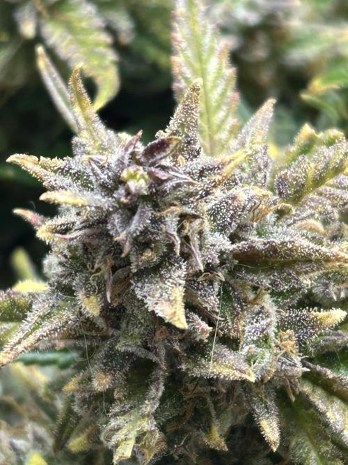 Random FastBuds seed. Week 14