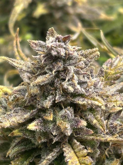 Random FastBuds seed. Week 14