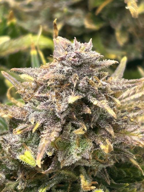 Random FastBuds seed. Week 14