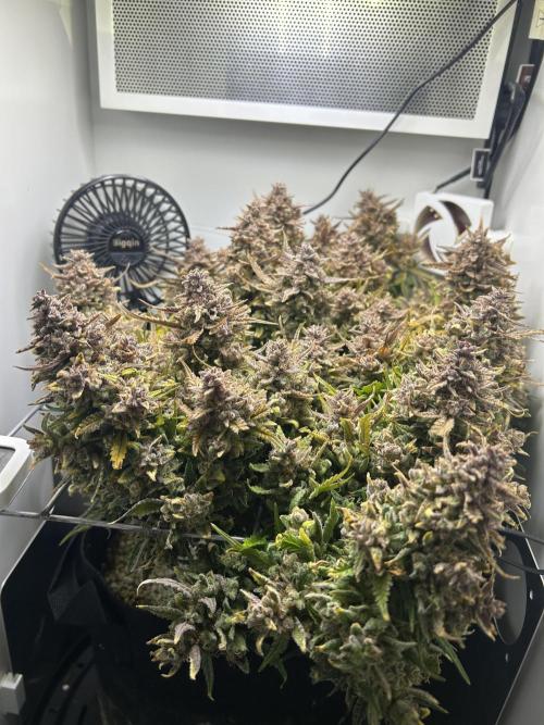 Random FastBuds seed. Week 15 - Before chop