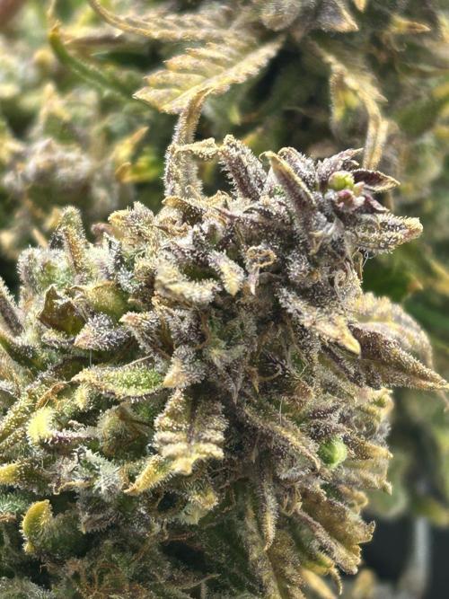 Random FastBuds seed. Week 15 - Before 