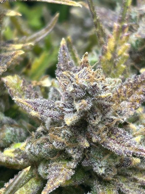 Random FastBuds seed. Week 15 - Before
