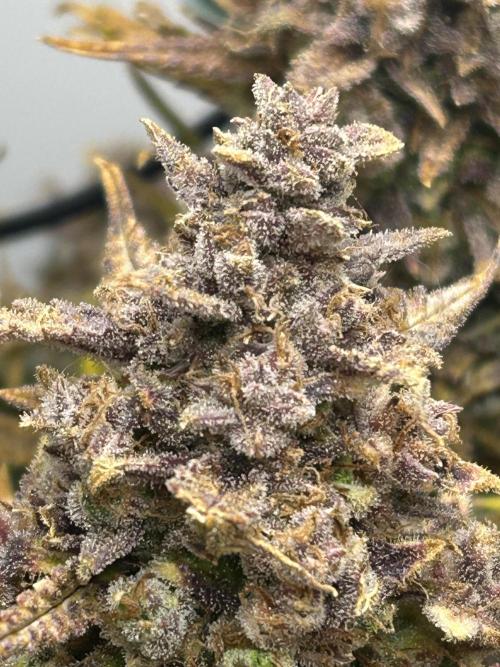 Random FastBuds seed. Week 15 - Before