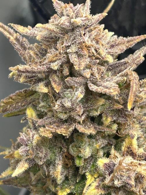 Random FastBuds seed. Week 15 - Before