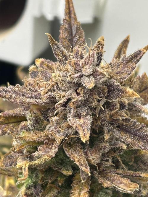 Random FastBuds seed. Week 15 - Before