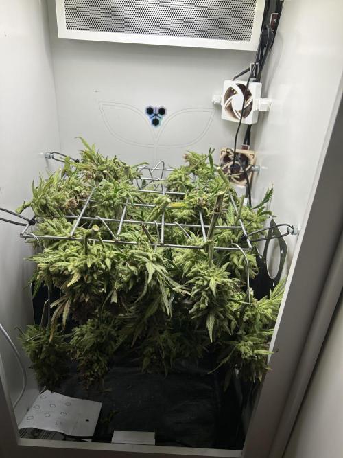 Random FastBuds seed. Week 15