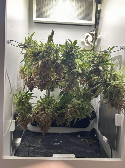 Random FastBuds seed. Week 15
