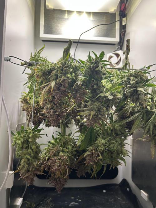 Random FastBuds seed. Week 15