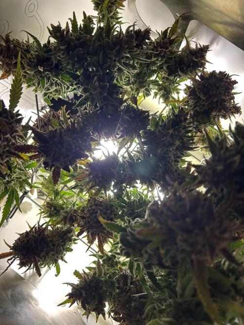 Random FastBuds seed. Week 15