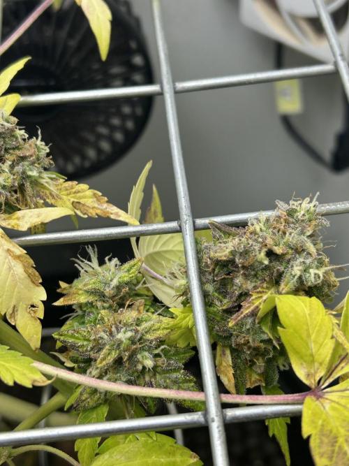 Sundae Driver Auto. Week 10