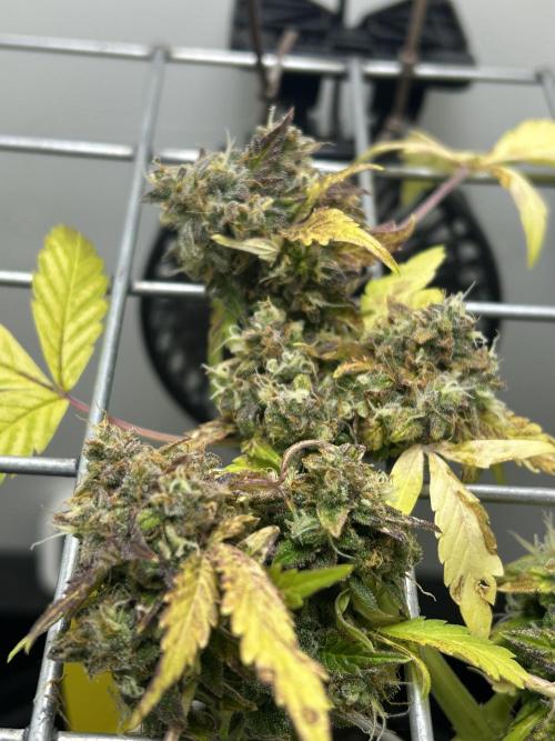 Sundae Driver Auto. Week 10