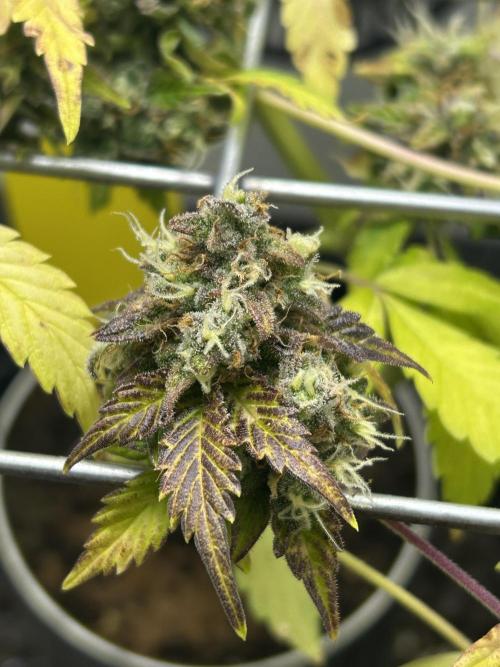 Sundae Driver. Week 10