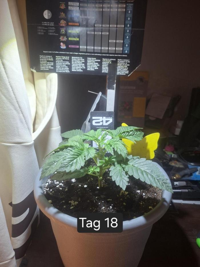 Gorilla Melon. Week 2