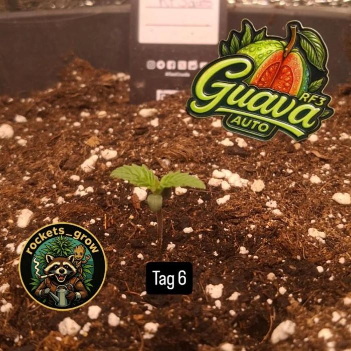 Guava Auto RF3. Week 0