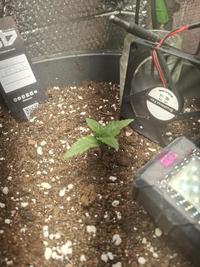 Guava Auto RF3. Week 1 - Macht sich super , bekommt nur wasser ph 6.3