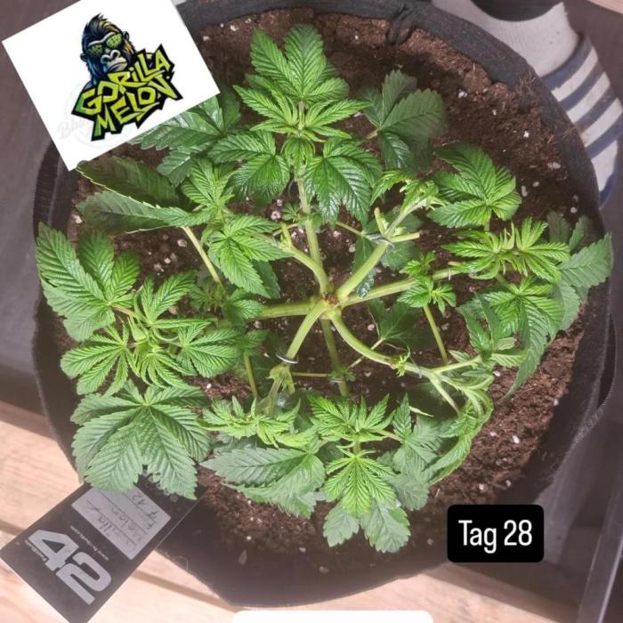 Gorilla Melon. Week 3 - Tag 28 bin durcheinander gekommen 