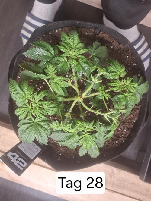 Gorilla Melon. Week 4