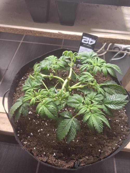 Gorilla Melon. Week 4