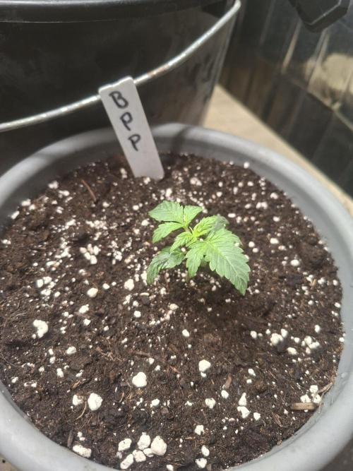 TESTGROW HY-Pro Dünger. Week 1