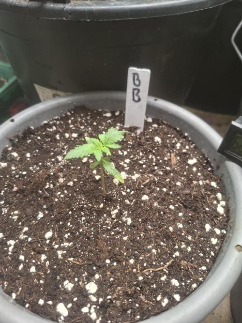 TESTGROW HY-Pro Dünger. Week 1 - Big Bud Autoflower
NIRVANA SEEDS