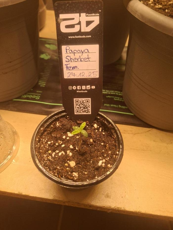 Papaya Sherbert. Week 1