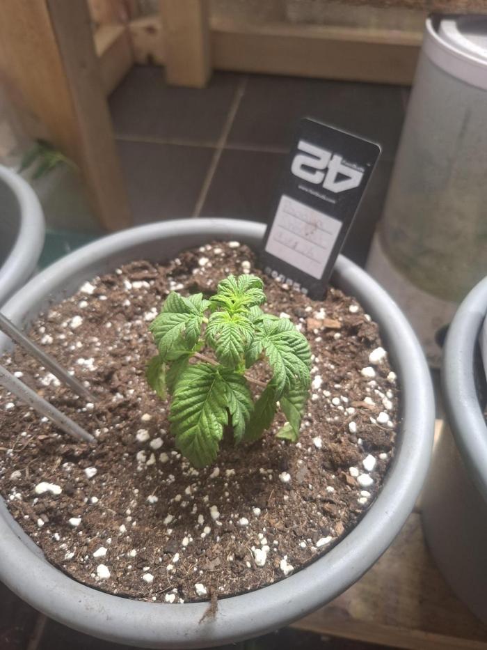 Papaya Sherbert. Week 2