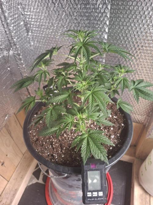 Papaya Sherbert. Week 4